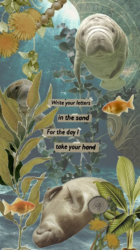 Manatees Wallpaper, Manatee Wallpaper Aesthetic, Manatee Wallpaper Iphone, Marine Biology Quotes, Manatee Aesthetic, Manatee Wallpaper, Biology Quote, Fish Quotes, Cringe Core