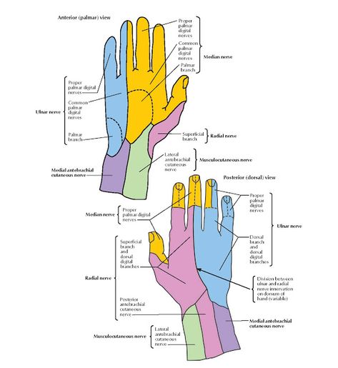 Cutaneous Innervation of Wrist and Hand Anatomy   Musculocutaneous nerve, Lateral antebrachial cutaneous, Medial antebrachial nerve cutan... Nerve Innervation Anatomy, Innervation Of Upper Limb, Wrist And Hand Anatomy, Musculocutaneous Nerve, Wrist Anatomy, Limb Anatomy, Upper Limb Anatomy, Arteries Anatomy, Radial Nerve