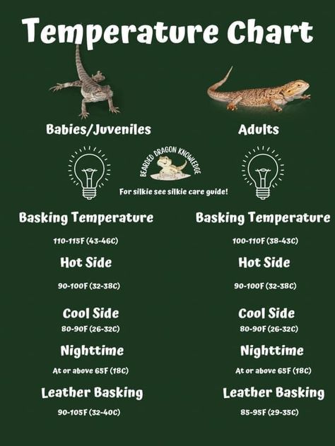 Bearded Dragon Care Guide, Bearded Dragon Essentials, Bearded Dragon Setup Ideas, Dragon Knowledge, Diy Bearded Dragon Cage, Bearded Dragon Tank Setup, Fancy Bearded Dragon, Breaded Dragon, Bearded Dragon Toys