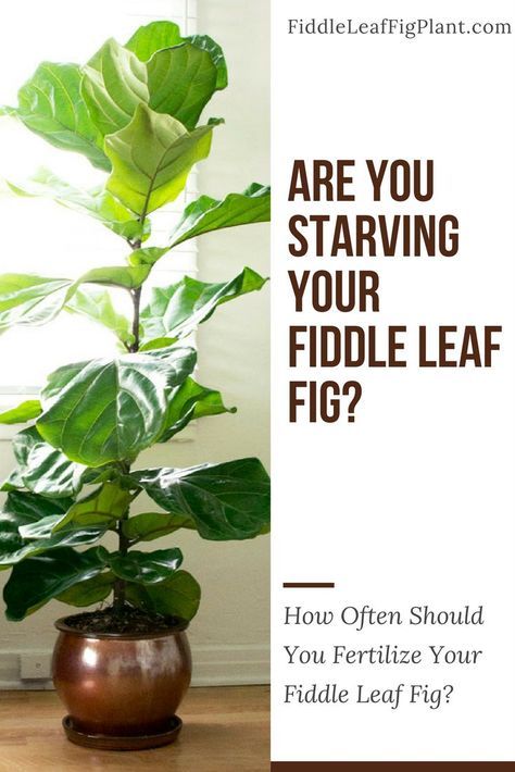 How To Repot A Fiddle Leaf Fig Tree, Fig Plants, Fiddle Leaf Fig Care, Fiddle Fig Tree, Fiddle Leaf Fig Plant, Fiddle Leaf Tree, Fig Plant, Fiddle Fig, Plants Growing