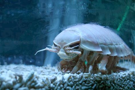 TomoChan Store: Unsolved mystery and ecology of deep-sea creature “Giant isopod”…6 years without feed Giant Isopod, Guzma Pokemon, The Ocean, Unsolved Mystery, Deep Sea Creatures, Crustaceans, Aquatic Animals, Arthropods, Marine Animals