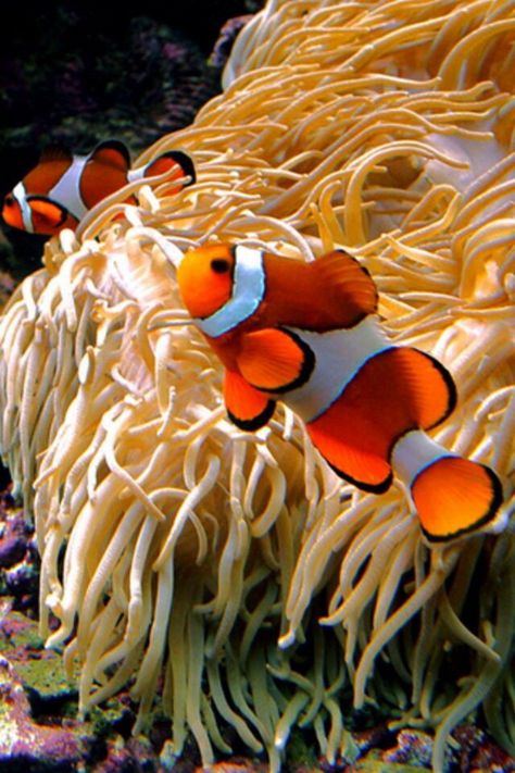 Clown fish Nimo Fish, Saltwater Aquarium Fish, Saltwater Fish Tanks, Fauna Marina, Life Under The Sea, Beneath The Sea, Salt Water Fish, Water Animals, Fish Wallpaper