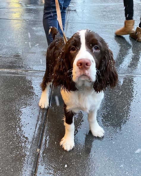 14 Magnificent Facts About English Springer Spaniels | PetPress Irish Springer Spaniel, Facts About English, Golden Cocker Retriever, Springer Puppies, Perro Cocker Spaniel, Dogs Hunting, English Springer Spaniel Puppy, Springer Spaniel Puppies, Boykin Spaniel