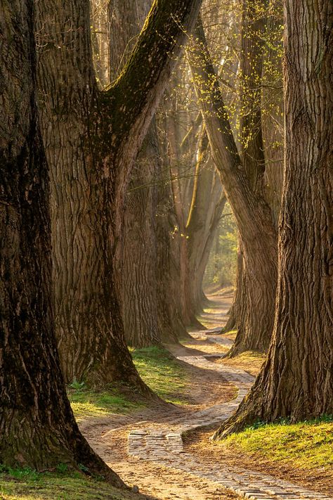 Spring — Lars van de Goor Europe 2023, Nature Photography Trees, Beautiful Scenes, Forest Path, Awesome Pictures, Unique Trees, Tree Forest, Walking Trails, Alam Yang Indah