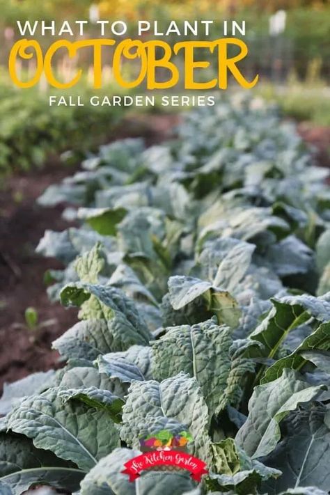 What To Plant In October, Fall Vegetable Gardening, Seasoned Veggies, Container Garden Design, Fall Vegetables, Fall Garden Vegetables, Flower Bulbs, Garden Help, Indoor Gardens