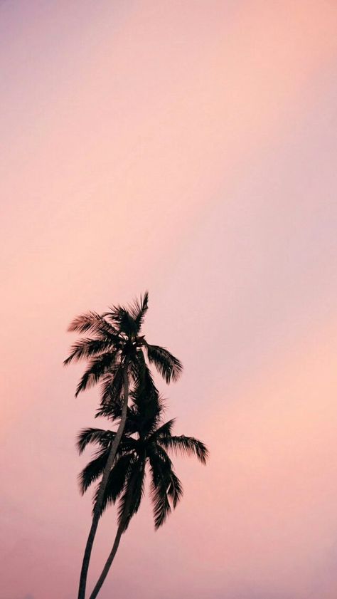 Cute Palm Tree Wallpaper, Conker Ideas, Pink Palm Trees Wallpaper, Pink Tropical Aesthetic, Pink Summer Aesthetic Wallpaper, Pink Summer Wallpapers, Pink Beach Wallpaper, Palm Springs Aesthetic, Plain Wallpaper Iphone