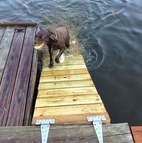 Diy Dog Food Storage, Lake House Dock, Diy Dog Food, Lake Fun, Lake Dock, Lakefront Living, Lakeside Living, Lake Front, Dog Ramp