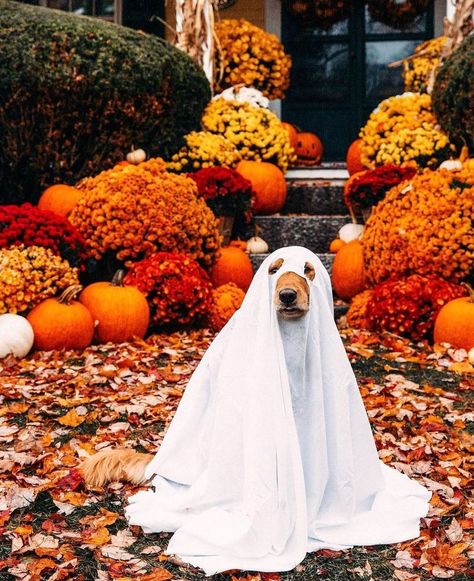 Puppy Life, Ghost Photoshoot, Fall Ghost, Dog Golden Retriever, Halloween Puppy, Head Photo, Animal Photoshoot, Halloween Outside, Fall Pics