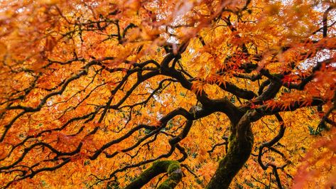 Japenese Maple, Maple Seeds, Japanese Red Maple, Alteration Shop, Red Maple Tree, Japanese Maples, Maple Trees, Japanese Maple Tree, Tree Pruning