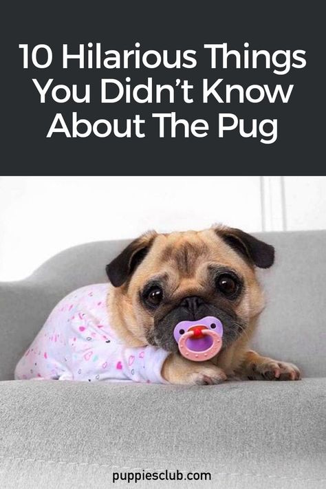 10-things-didnt-know-pug Pug Puppy Care, Baby Pugs Puppies, Pug Puppies Funny, Pug Training, Pug Facts, Adoption Tips, Teacup Pug, Pug Names, Bean Dishes