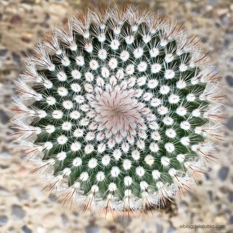 El Blog de La Tabla: Fractales en la naturaleza                                                                                                                                                                                 Más Fibonacci Sequence In Nature, Maths In Nature, Fractals In Nature, Spirals In Nature, Geometry In Nature, Geometric Nature, Fibonacci Sequence, Fibonacci Spiral, Sacred Geometry Art