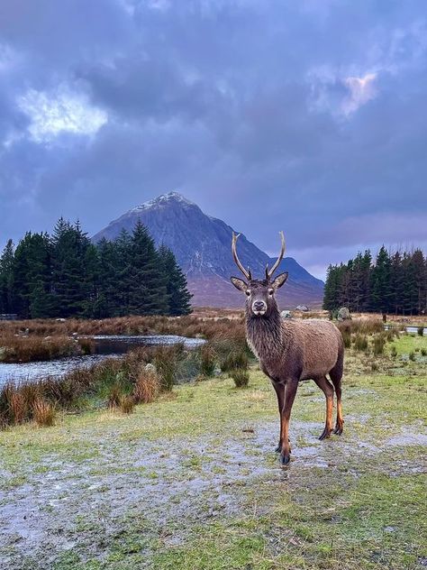 Scotland's Scenery | Glencoe last year 🦌🏔️ | Facebook Glencoe Scotland, Celtic Nations, The Landscape, Wall Prints, Scotland, Deer, Dresser, Art Collection, Digital Prints