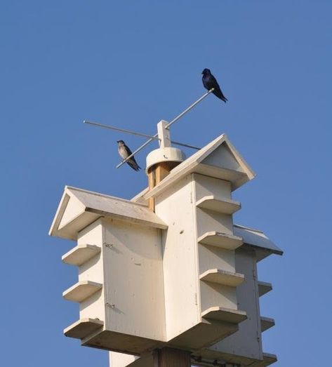 As a child I remember how proud my grandfather was of his Purple Martins ... Their cheerful antics and conversational chattering to each oth... Purple Martin Birdhouse Plans, Purple Martin House Plans, Purple Martin Birdhouse, Martin Bird House, Martin Bird, Birdhouse Plans, Purple Martin House, Birds House, Birdhouse Projects