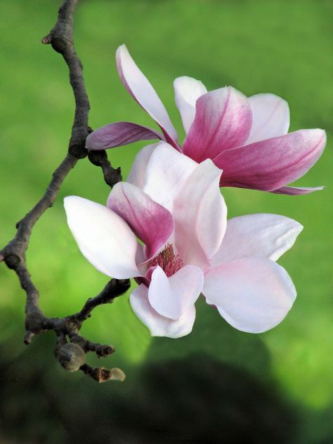 Magnolia Blossoms Magnolia Photography, Magnolia Tree, Macro Flower, Magnolia Blossom, Orchid Care, Magnolia Flower, Flower Art Painting, Exotic Flowers, Blossom Flower