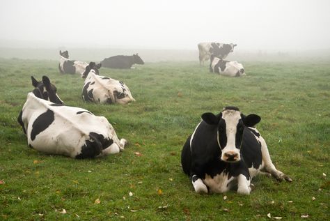 Cows Laying In A Field, Cow Lying Down, Cow Laying Down, How To Draw Cow, Draw Cow, Cow Holstein, Baby White Tiger, The Sixth Sense