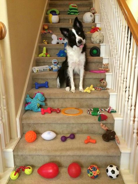 Well, you were gone almost 15 MINUTES! Border Collie Colors, Border Collie Humor, Best Dog Toys, Border Collie Puppies, Collie Puppies, Herding Dogs, Border Collie Dog, Australian Shepherds, Collie Dog