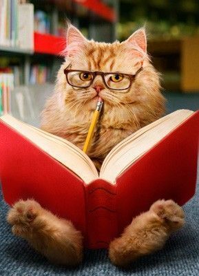 Cat Wearing Glasses, Reading A Book, Wearing Glasses, A Cat, A Book, Reading, Books