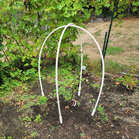 Building Bird Netting Towers For Blueberry Bushes – Never Free Farm Bird Netting For Blueberries, Outdoor Yard Ideas, Bird Ideas, Garden Cloche, Plant Cages, Metal Garden Beds, Blueberry Plant, Bird Netting, Vegetable Garden Tips