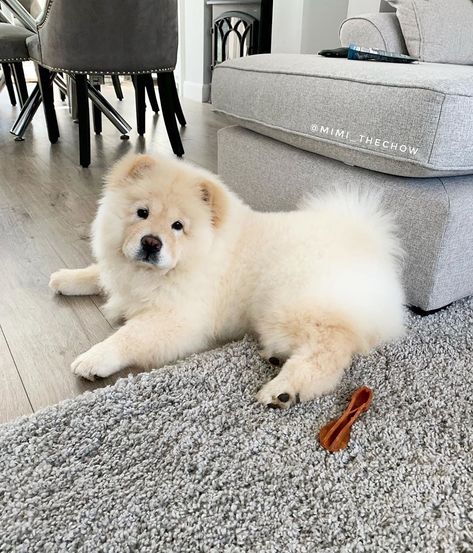 Chao Chao Dog, Chow Chow Puppy, Puppy Mom, Chow Chow Dogs, Fluffy Dogs, Chow Chow, Cute Little Animals, Dog Person, Puppy Love