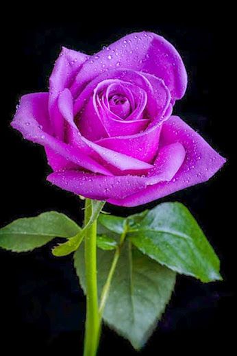 Roses Pinterest, Roses Only, Coming Up Roses, Purple Rose, Romantic Roses, Beautiful Rose Flowers, Love Rose, Exotic Flowers, Flower Beauty