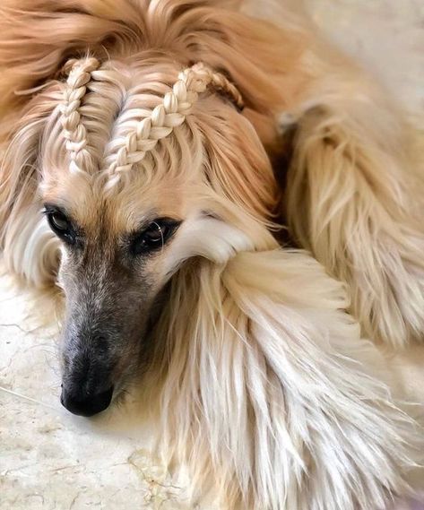 15 Interesting Hairstyles For Afghan Hounds Afghan Hound Puppy, Hypoallergenic Dog Breed, Afghan Hounds, Sight Hounds, Hound Puppies, Hypoallergenic Dogs, Afghan Hound, Pretty Dogs, Dog Items