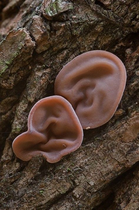 8 Plants That Look Like Human Body Parts | WordBite Ear Mushroom, Mushrooms Growing, Lichen Moss, Mushroom Pictures, Slime Mould, Plant Fungus, Human Body Parts, Thanksgiving Side, Mushroom Fungi