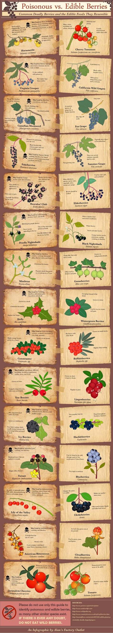 Poisonous Berries, Edible Berries, Edible Wild Plants, Poisonous Plants, Survival Life Hacks, Edible Food, Wild Edibles, Emergency Prepping, Wild Food