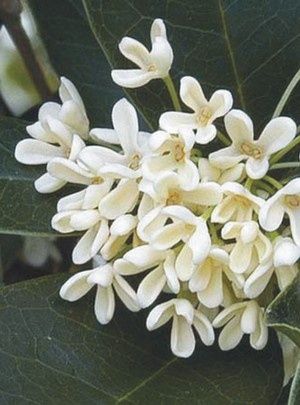 Osmanthus (olive flower) Sweet Olive Tree, Fall Gardening Ideas, Olive Tree Tattoos, Osmanthus Fragrans, Ideas Garden Design, Fall Gardening, Plant Varieties, Fragrant Garden, Fragrant Plant