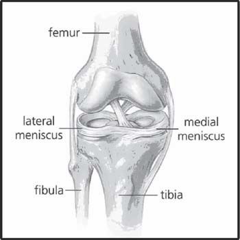 Meniscus injuries can be caused by a variety of things. Here are some ways to recognize injuries and to strengthen the meniscus to prevent them. How To Heal A Meniscus, Medial Meniscus Exercises, Acl And Meniscus Surgery, Torn Medial Meniscus, Kinesio Taping Knee Meniscus, Knee Yoga, Skeletal System, Sports Medicine, Skeletal