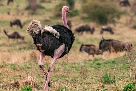 Discover the incredible world of ostriches—the giants of the avian kingdom! Standing tall at a whopping 2.7 meters and weighing over 150 kilograms, these majestic creatures are truly a sight to behold. But that's not all! Brace yourself for their lightning-fast speed, as ostriches dash at mind-boggling speeds of over 70 kilometers per hour. #Safarikenya #nature #birdwatching #kenya Ostrich Running, Majestic Creatures, The Giants, Brace Yourself, Birdwatching, Bird Watching, Kenya, The Incredibles, Marketing