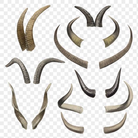 Horns Drawing References, Antlers Drawing, Animal Horns, Demon Horns, Graphic Novel Illustration, Sticker Illustration, Goat Horns, Bull Horns, Cow Horns