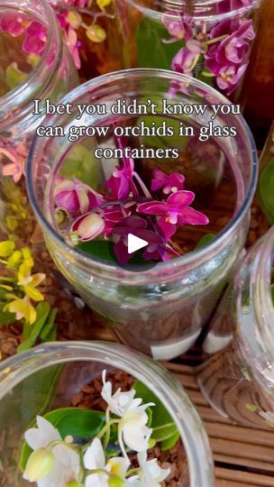 4.5K views · 264 reactions | 🌸 Did you know you can grow orchids in glass vases or containers, even in terrarium setups? 

Let’s uncover the beauty and simplicity of this unique growing method! 🌿 

Before we dive in, make sure to save this post for inspiration and hit that follow button for more orchid growing tips! 📌✨

🔍 Growing Orchids in Glass: Tips and Tricks

🌱 Choose the Right Orchid: Opt for orchid species that thrive in glass environments, such as Phalaenopsis or Dendrobium. These orchids prefer bright, indirect light and high humidity.

🌸 Proper Drainage: Ensure your glass container has adequate drainage to prevent waterlogging. Add a layer of drainage material, such as pebbles or charcoal, at the bottom of the vase before planting your orchid.

🌿 Watering Carefully: Water Orchid Watering, Orchid In Glass Vase, Orchid Growing, Grow Orchids, Orchid Species, Growing Orchids, Growing Tips, Follow Button, Glass Vases