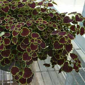 Trailing coleus Trailing Coleus, Planter Arrangements, Household Plants, Plant Catalogs, Easy Care Plants, Planter Stand, Annual Flowers, Gardening Supplies, Diy Plants