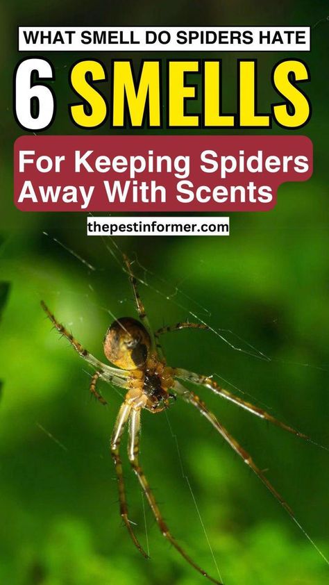 Are you seeing spiders around your home and ready to evict them? Check out our guide on what smell do spiders hate and how to repel spiders! Spider Repellent Diy Outdoor, Spiders Repellent Diy, Natural Spider Repellant, Household Bugs, Plants That Repel Flies, Spider Killer, Repellent Diy, Home Remedies For Spiders, Spiders Repellent