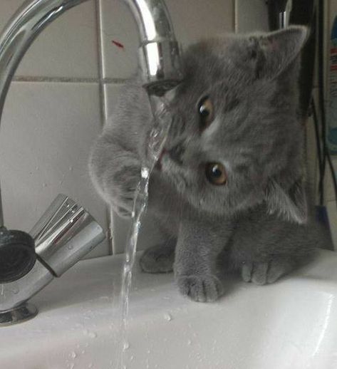 Grey Cat, Grey, Water, Wall