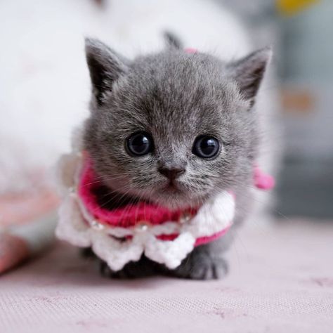 Munchkin Kittens for sale Munchkin Kittens For Sale, Munchkin Cats, Cat Brown, Munchkin Kitten, Turkish Angora Cat, Angora Cats, Cats Pictures, Beautiful Kittens, Rare Cats