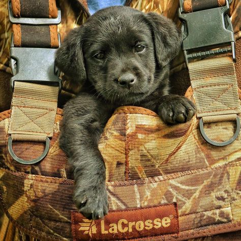 Labs Hunting, Duck Hunting Dogs, Western Things, Fit Dogs, Deer Pictures, Lab Puppy, Black Lab Puppies, Bird Hunting, Black Labs