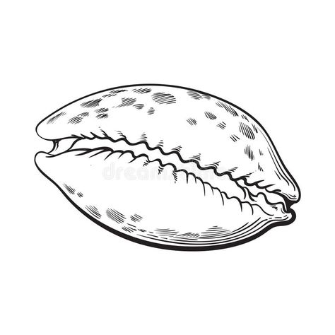 Cowrie Shell Tattoo Design, Cowrie Shell Drawing, Cowry Shell Tattoo, Cowrie Tattoo, Sea Shell Sketch, Cowrie Shell Tattoo, Shell Logo Design, Sea Shell Drawing, Shells Drawing