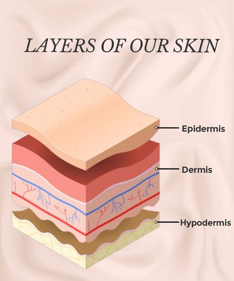 To understand how moisturisers work, we need to first understand our skin. Our skin has primarily three layers: Epidemis, Dermis, Hypodermis. The epidermis is the outermost layer of the skin. It acts as a barrier, protecting the inner layers of the skin from environmental stressors such as pollution, dust, UV rays. The dermis is the middle layer of the skin. It contains nerves, blood vessels, hair shafts, sweat and sebaceous glands The hypodermis comes after the epidermis and the dermis. Epidermis Layers Anatomy, Dermis Layers Anatomy, Layers Of Skin Anatomy, Skin Layers Anatomy Project, Dermis Layers, Epidermis Layers, Layers Of The Skin, Skin Folds, Skin Anatomy