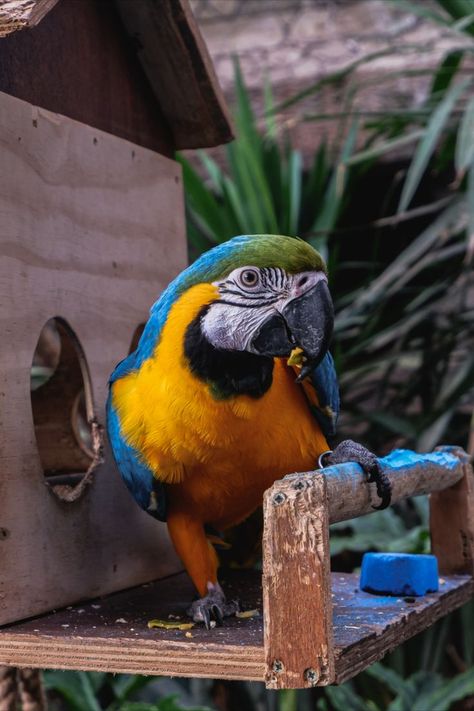 Macaw, the most colourful, joyful and playful bird. great for smartphone wallpapers #bird #macaw #Parrot #macau #colourful #wallpaper Colourful Wallpaper, Macaw Parrot, Smartphone Wallpaper, Macau, Parrot, Smartphone, Wallpapers, Wall, Photography