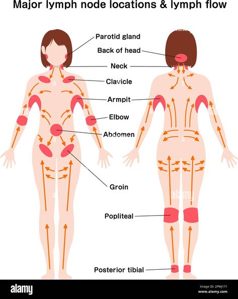 Location Of Lymph Nodes, How To Do A Lymph Cleanse, Where Are Your Lymph Nodes, Lymph Massage Neck, Stimulate Lymph System, Lymph Drainage Massage Back, Where Are Lymph Nodes Located, Lymph Drainage Points, Lymph Drainage Stretches