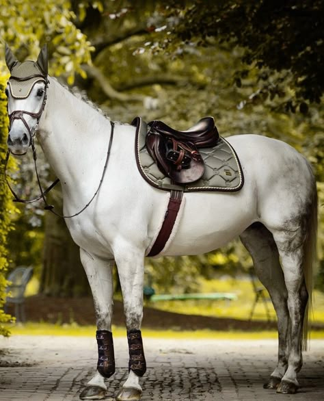 Catherine Medici, Horses Outfit, Show Jumping Aesthetic, Jumping Aesthetic, Horse Tack Sets, Kwpn Horse, Dapple Grey Horses, Grey Horses, Horse Coat Colors