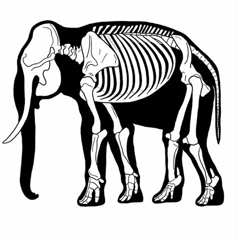 #elefante #elephant #skeleton #esqueleto #anatomia #osteologia Elephant Skeleton Drawing, Animal Skeleton Art, Elephant Skeleton, Animals Skeleton, Vet Anatomy, Elephant Anatomy, Elephant Logo Design, Skeletal Structure, Animal Skeleton