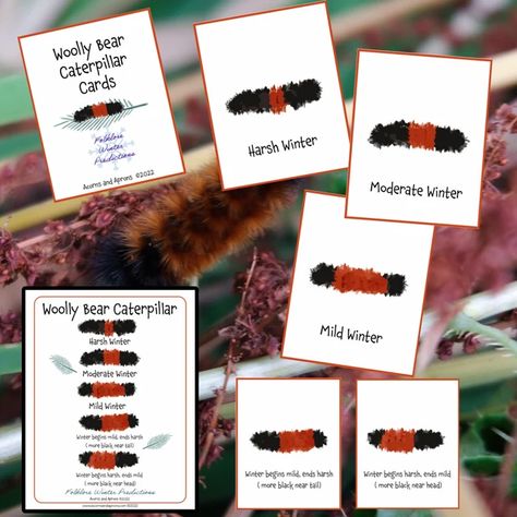 acornsandaprons - Etsy Insect Project, Wooly Bear Caterpillar, Crown Printable, Woolly Bear, Weather Predictions, Diy Crown, Nature Walk, Matching Cards, Printable Crafts