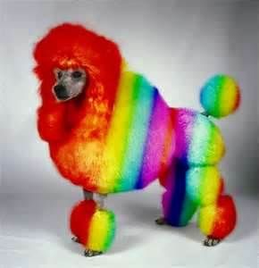 Cool rainbow poodle Anjing Poodle, Rainbow Toy, Rainbow Dog, Silly Dogs, Visa Gift Card, Poodle Dog, Humane Society, Pet Grooming, Dog Hair