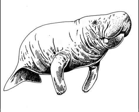 Manatee Drawing, Manatee Art, Woodburning Ideas, Eagle Painting, Sea Cow, Jellyfish Art, Drawing Examples, Manatees, Pen Pal