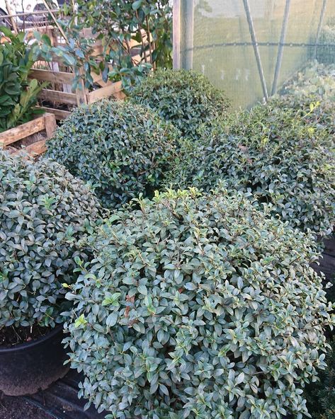 How Green Nursery LTD on Instagram: “We have another alternative to Buxus in stock - these lovely Osmanthus burkwoodii balls. This evergreen will take full sun or part shade…” Osmanthus Burkwoodii, Ornamental Shrubs, Black Grass, Specimen Trees, Green Nursery, Border Plants, Walled Garden, Garden Borders, Landscaping Plants