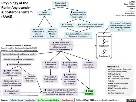 Physiology of the Renin-Angiotensin-Aldosterone System (RAAS) | Calgary Guide Renin Angiotensin Aldosterone System, Animal Physiology, Genitourinary System, Renal Physiology, Pathophysiology Nursing, Physician Assistant School, Clinical Chemistry, Medical Mnemonics, Mcat Study