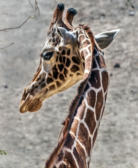 Unsplash | Beautiful Free Photo Community Giraffe Portrait, Giraffe Images, Nature Images Hd, White Giraffe, Wildlife Animals, Nature Images, Animals Images, Free Photo, Hd Photos