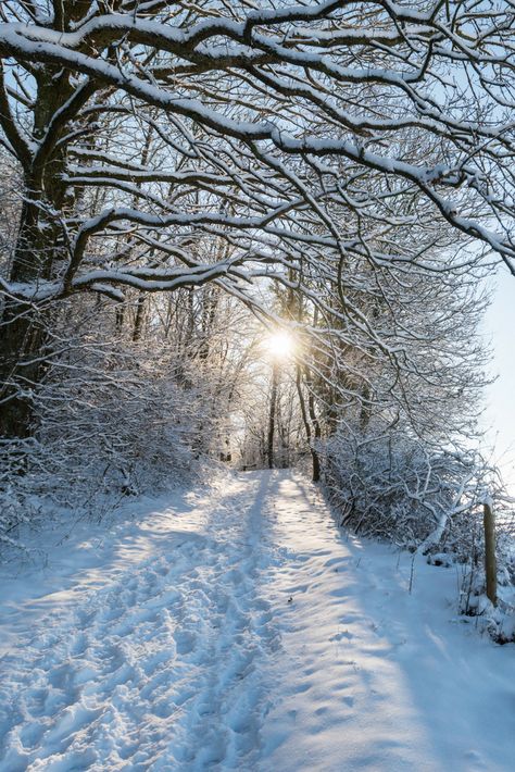 So schön sieht es im Winter im Sauerland aus: Wenn Schnee liegt ist das Sauerland die ideale Region für Wintersport und Ausflüge in den Schnee. Aber auch im Sommer kommen Naturfans hier auf ihre Kosten. Lass Dich inspirieren von unseren Tipps fürs Sauerland! #deinnrw ©️ Tourismus GmbH, Dominik Ketz About Winter Season, Winter Snow Photography, The Hunting Party, Snow Nature, Winter Schnee, Snow Photography, Seasons Winter, Winter Szenen, Winter Love